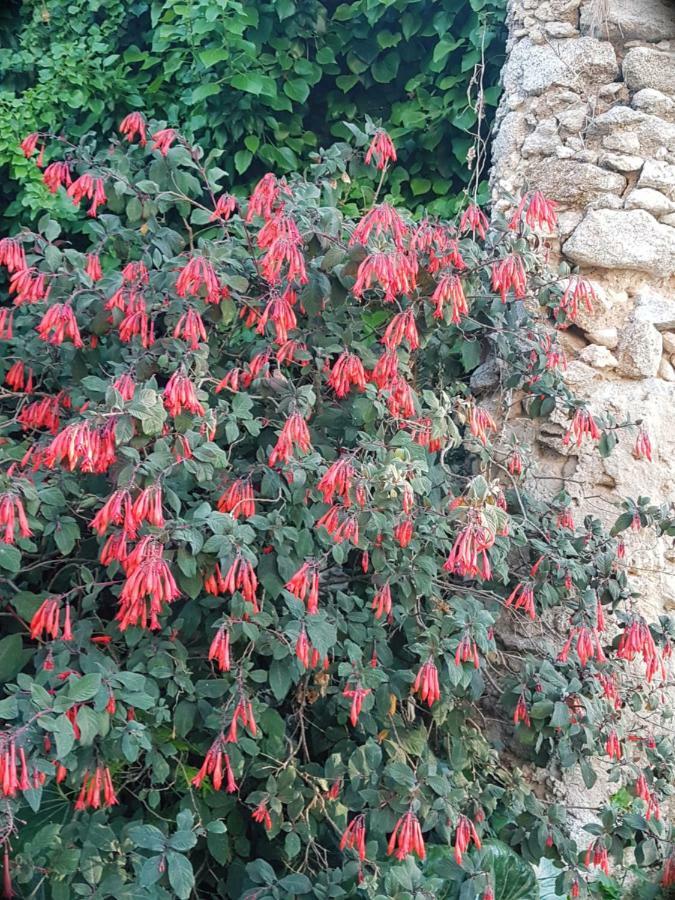 Flowery Tropea Apartment Zewnętrze zdjęcie